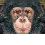 Chimp army