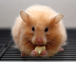 Hamsters squad
