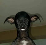 hobbit goth frog