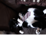 THE CAT SQUADE