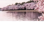SAKURA SAKURA CULT