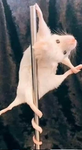 Tootzi Wootzi