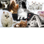 Catz per ever
