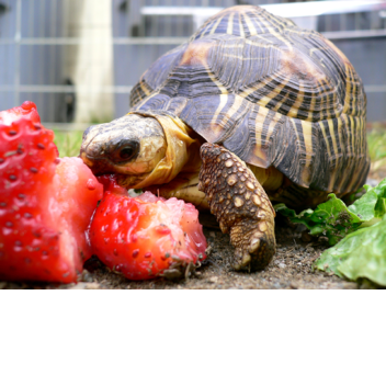 New! my first good game :P