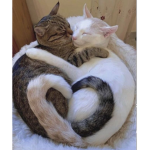 Meowie Kitty