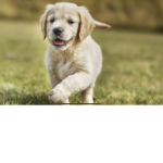 Puppy’s are so cute and so loving