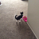 Welcome to the cat family
