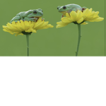 The Frog land