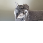 Cats Are ON THE LOOSE