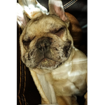 The frenchie bull dogs