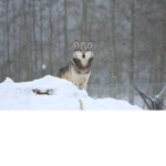 Luna the wolf 1111