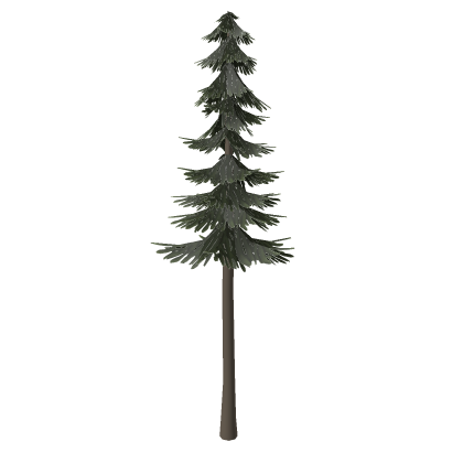 Large Pine Tree