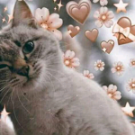 Cat The Love!