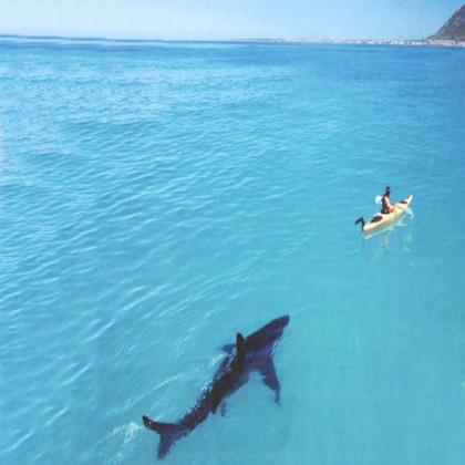ocean-shark-wallpaper-background-kayaker-hunting-l Roblox decal