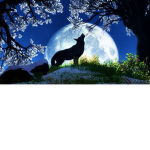 |~|The beautiful Moon’s|~|