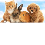 Lovely animals