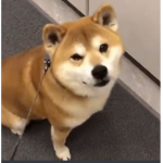 fans of doge meme :)