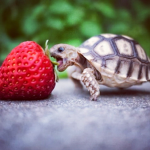 Turtle and Koala Association