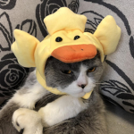 Roblox players of the cat genre :3