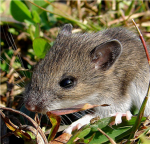 Mice Lovers