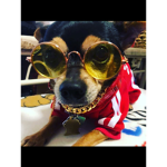 THE FABULOUS Doggos