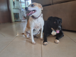 Meus amigos:P