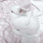 pawsee