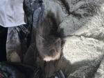 Kitties for life no replacements!