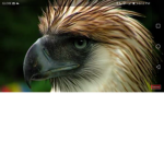 I love philippine eagle