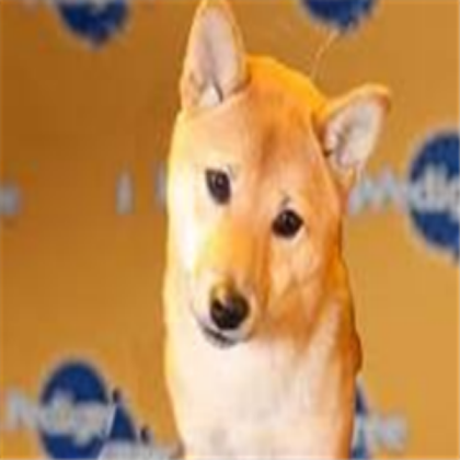 dog Roblox decal