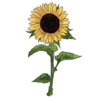 Sunflowers dance academy
