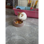 Gruppo Dori cavia