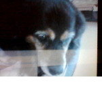 Dogsthatcare
