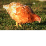 Bubbly chickens <3
