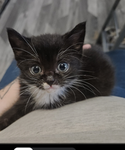 Black kittyssssss