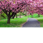pink blossom fam