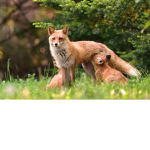 Animals rule the world!