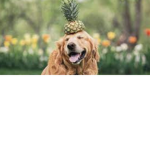 Pineapple are the best yay!