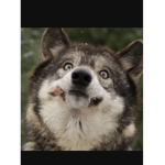 The Weird Wolf Gang