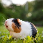 Guineapigsquads