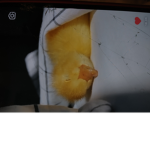 The fat chicken nuggets !!