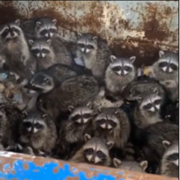 raccoon