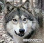 wolf pack clan