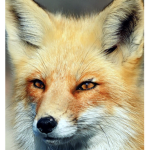 The fantasy fox