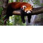 Red panda gang ;)