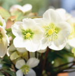 White Flower [VC]