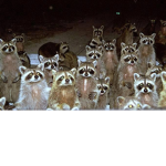The Real Raccoon Gang