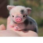 Crazy Piggie Nuggies