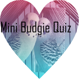 Budgie Mini Quiz!