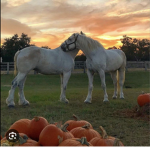 Phony ponys